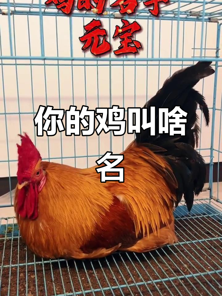 你家的鸡叫什么名字?这只大元宝太可爱了!