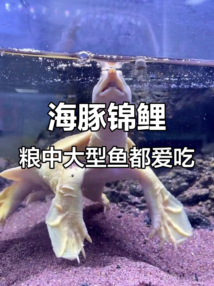 中大型鱼都能吃!海豚三合一锦鲤粮,喂龟也能嘎嘣脆