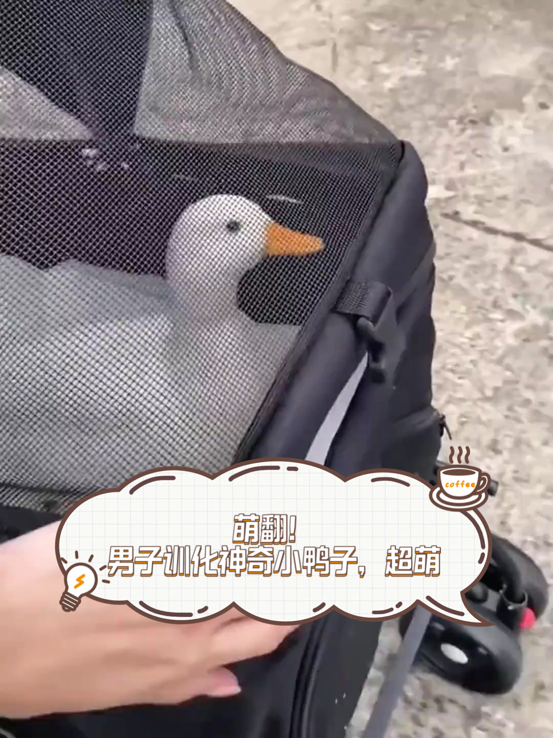 萌翻!男子训化神奇小鸭子,超萌