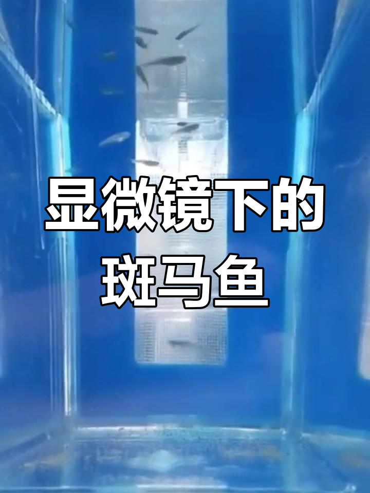 斑马鱼仔鱼的奇妙发育过程