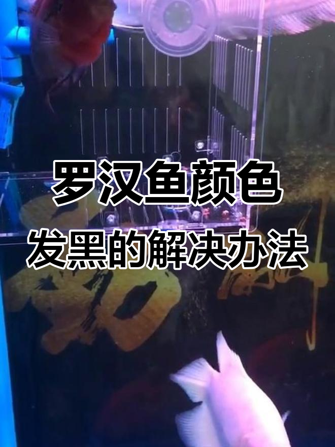 罗汉鱼发黑原因及养护技巧,单养才是王道