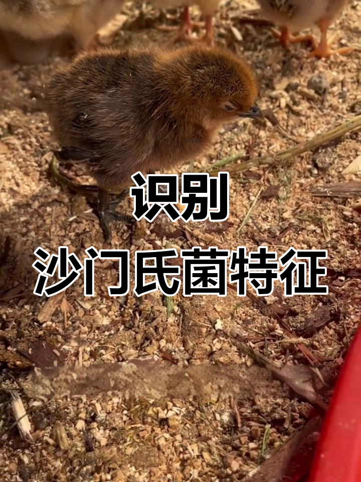 沙门氏菌感染症状:如何判断并应对