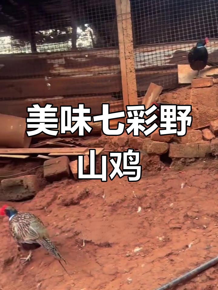 七彩野山鸡:美味与营养并存,红烧做法大揭秘