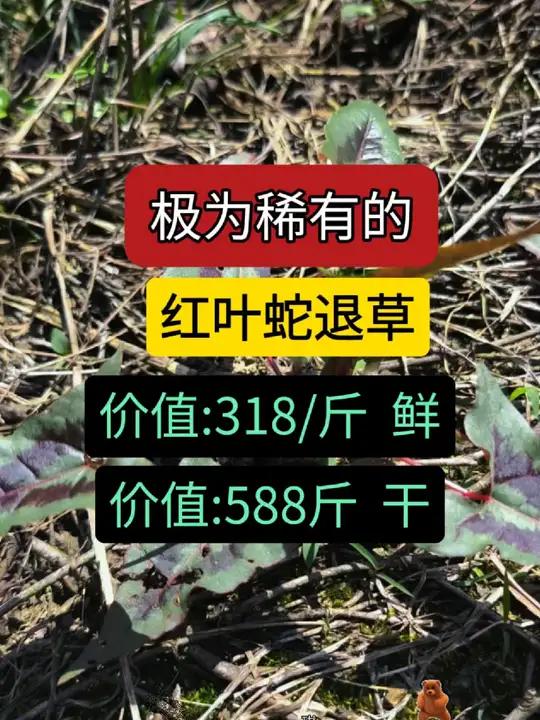 你的家乡有吗 三农 识百草 中草药 中药材 野生药材