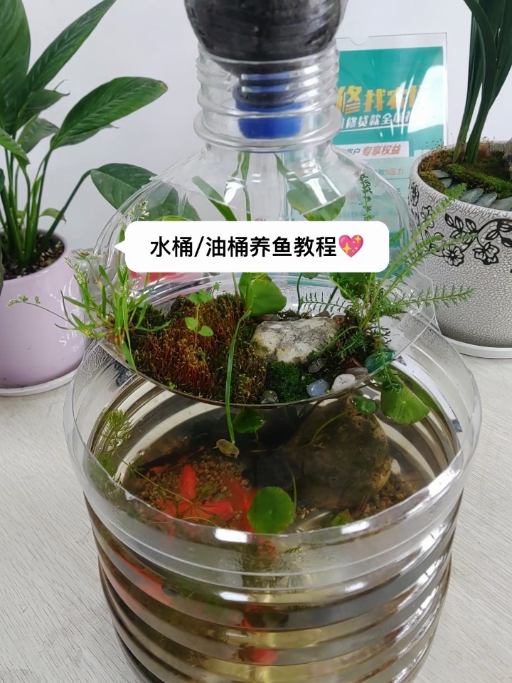 水桶/油桶养鱼教程