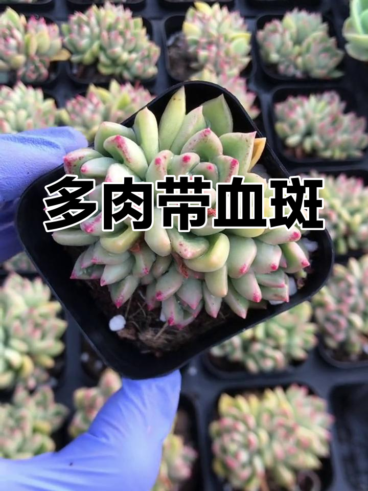 璀璨多肉,血斑叶片惊艳登场!