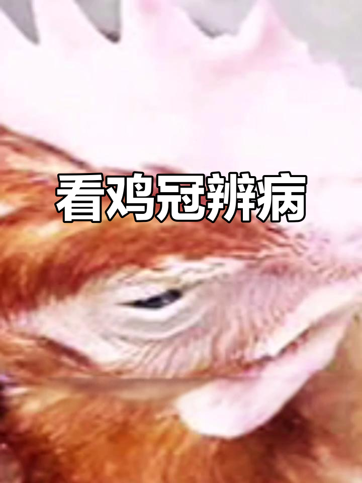 鸡冠颜色变化揭示健康问题,如何判断病情