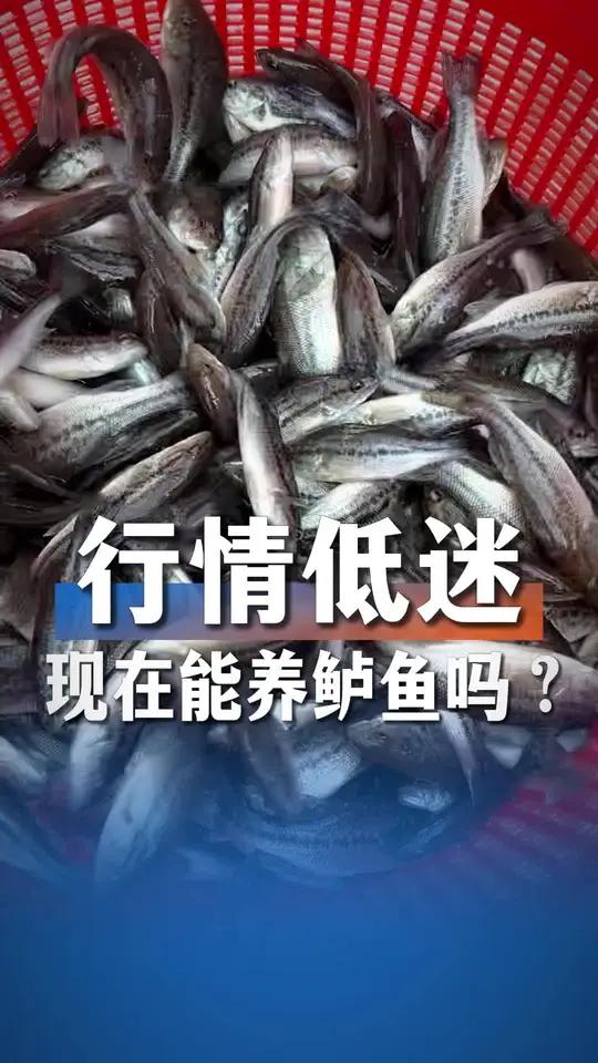 加州鲈鱼行情低迷,现在能定塘养吗?反季节苗追求快大早上市!