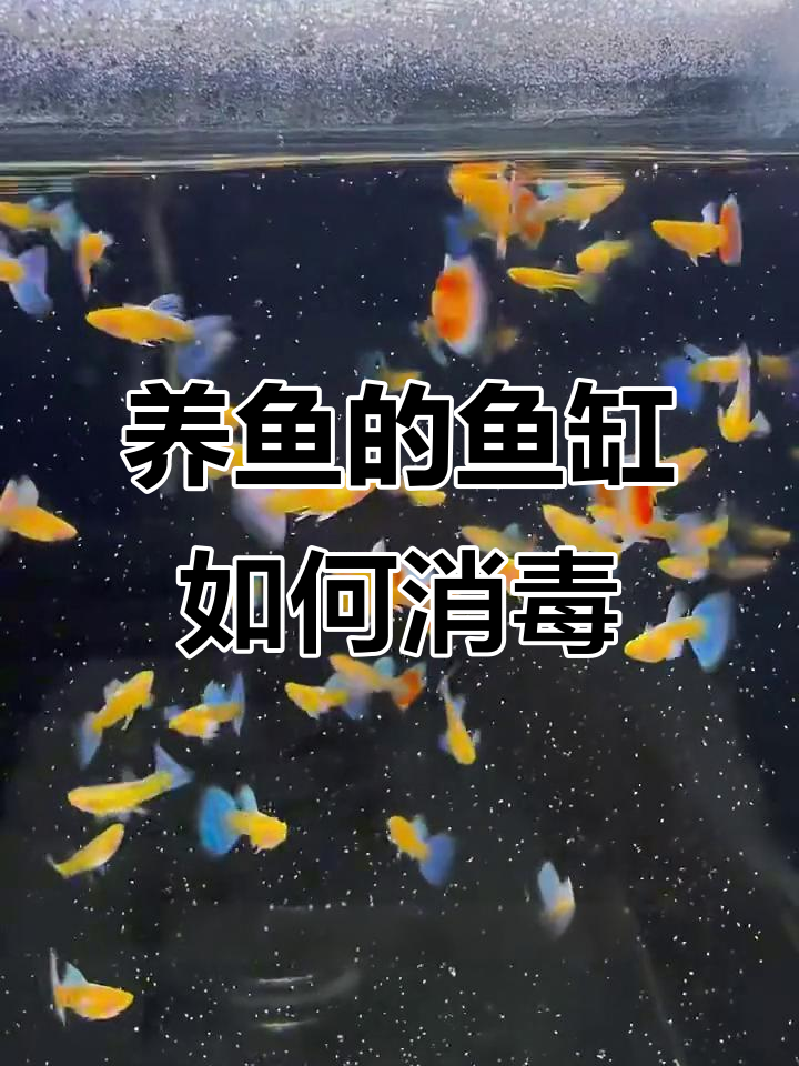 鱼缸消毒全攻略:何时需要清理与杀菌