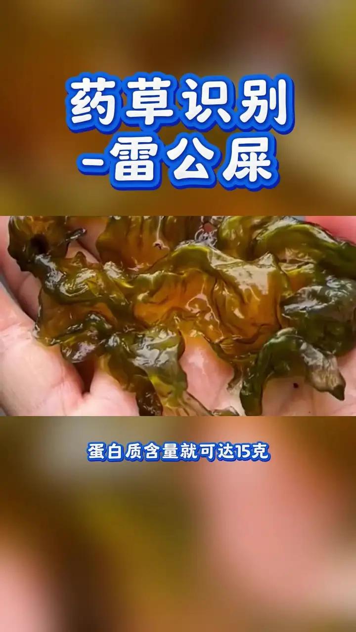 药草识别-雷公屎;雷公屎,学名地蕨皮,也叫地皮菜、地耳、地踏菇、鼻涕肉、天仙菜、天仙米、地