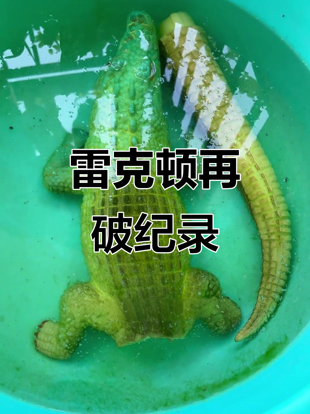 雷克顿泡水变大，尾巴变长惊人！