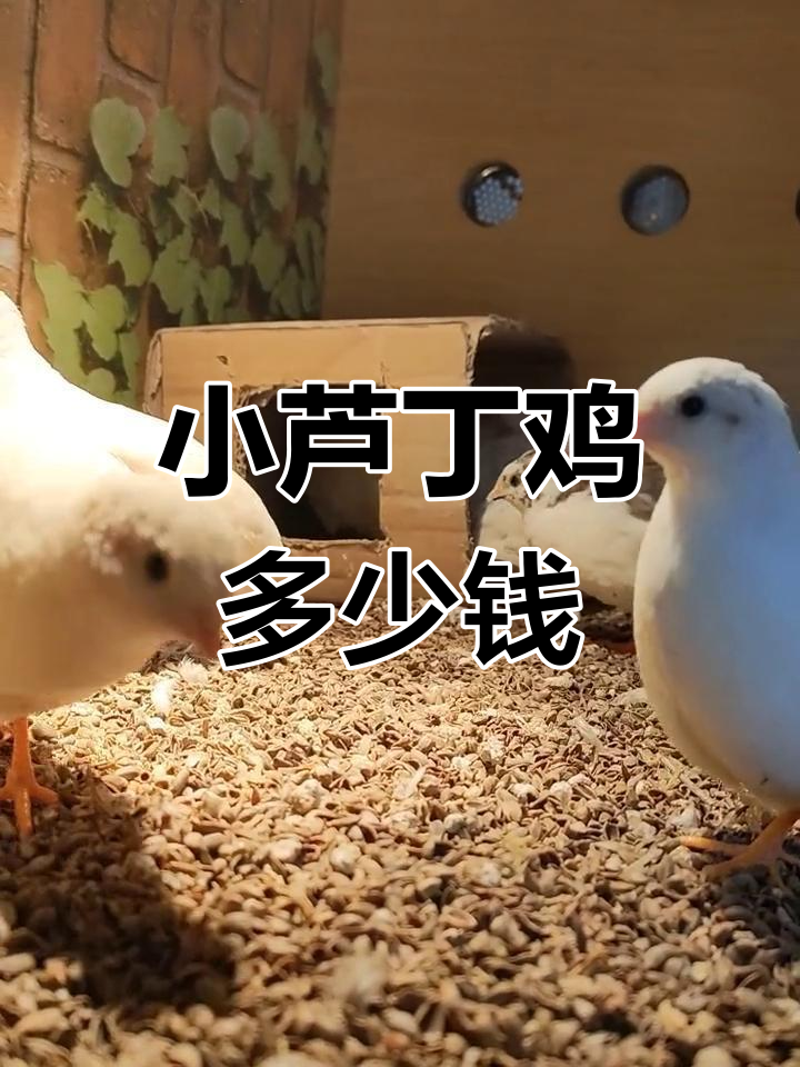 芦丁鸡价格解析:品种与市场动态