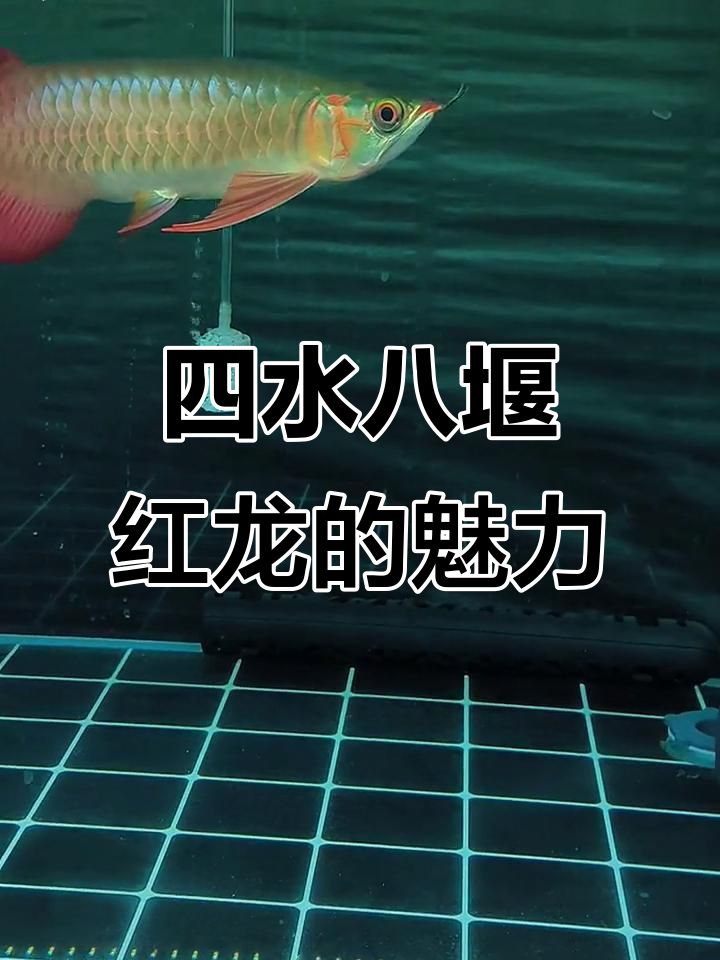 印尼泗水芭艳红龙:自然下挂与完美游姿的极致展现
