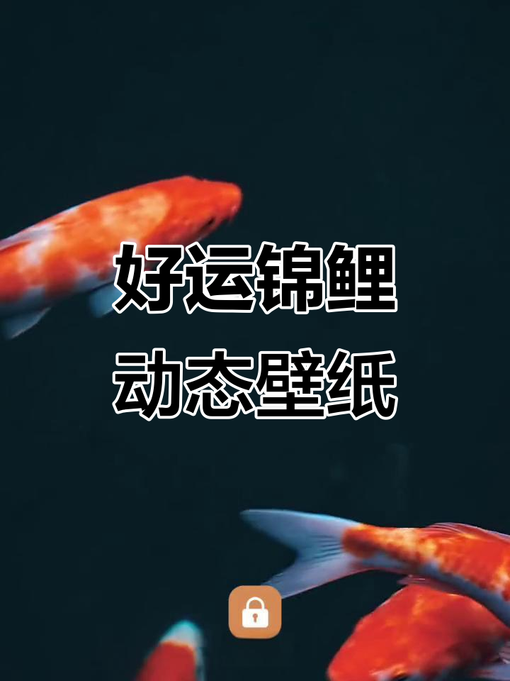 锦鲤动态壁纸,好运连连!