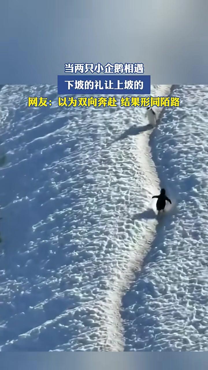 当两只小企鹅相遇,下坡的礼让上坡的