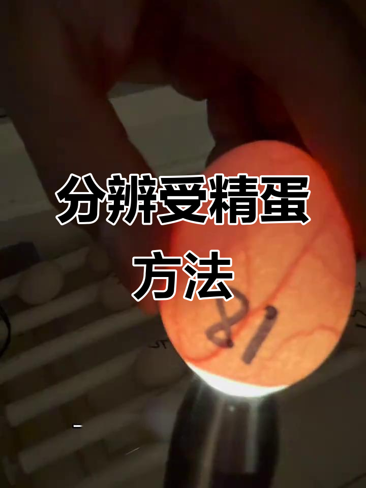 如何辨别受精蛋与弱晶蛋,孵化技巧全揭秘