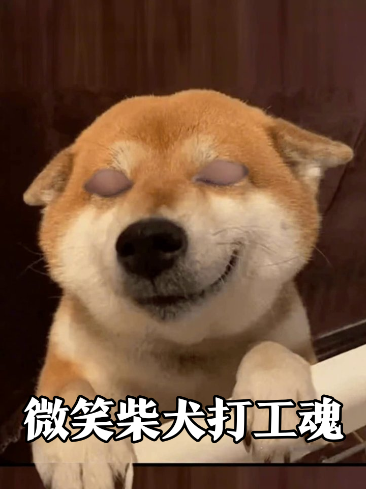 柴犬上班摸鱼被抓包!这表情管理我给满分