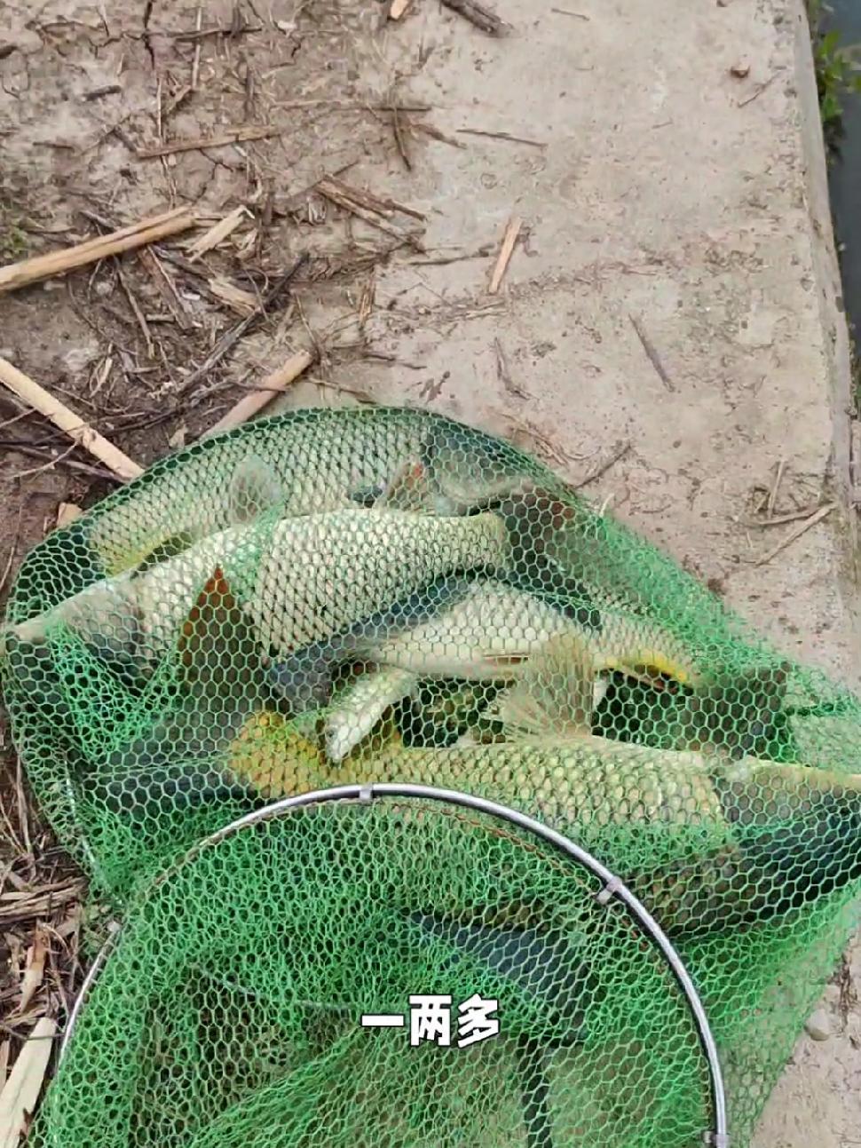 春钓鲫鱼 野钓 真实户外