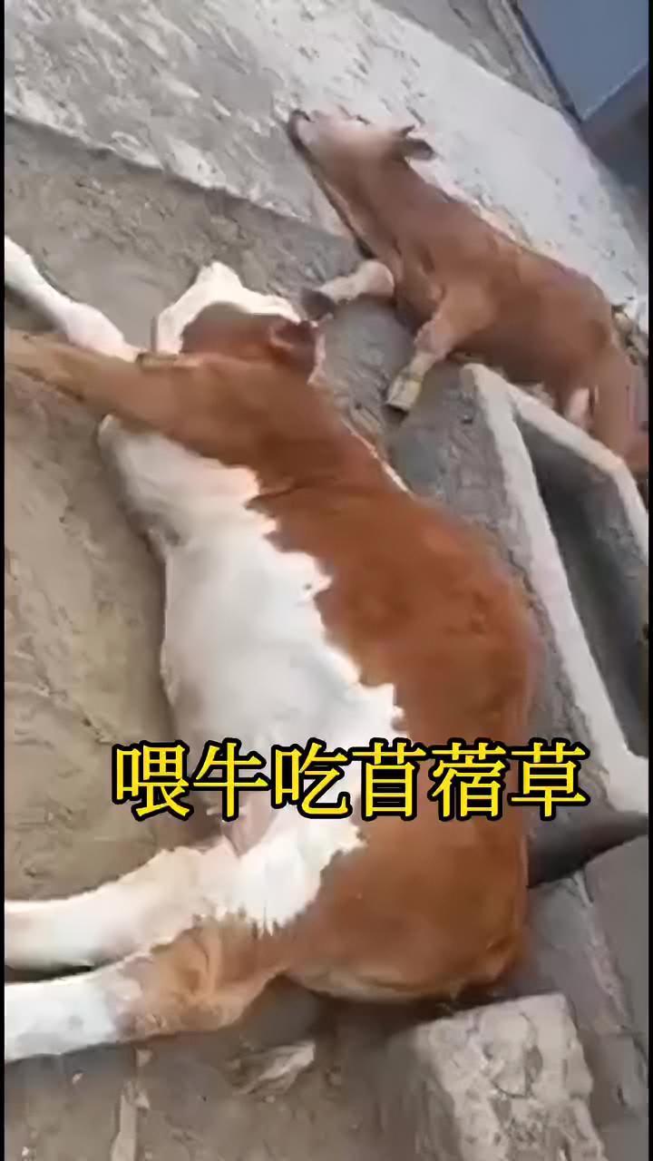 喂牛吃苜蓿草,蛋白含量高,转化率高 新农人计划2023