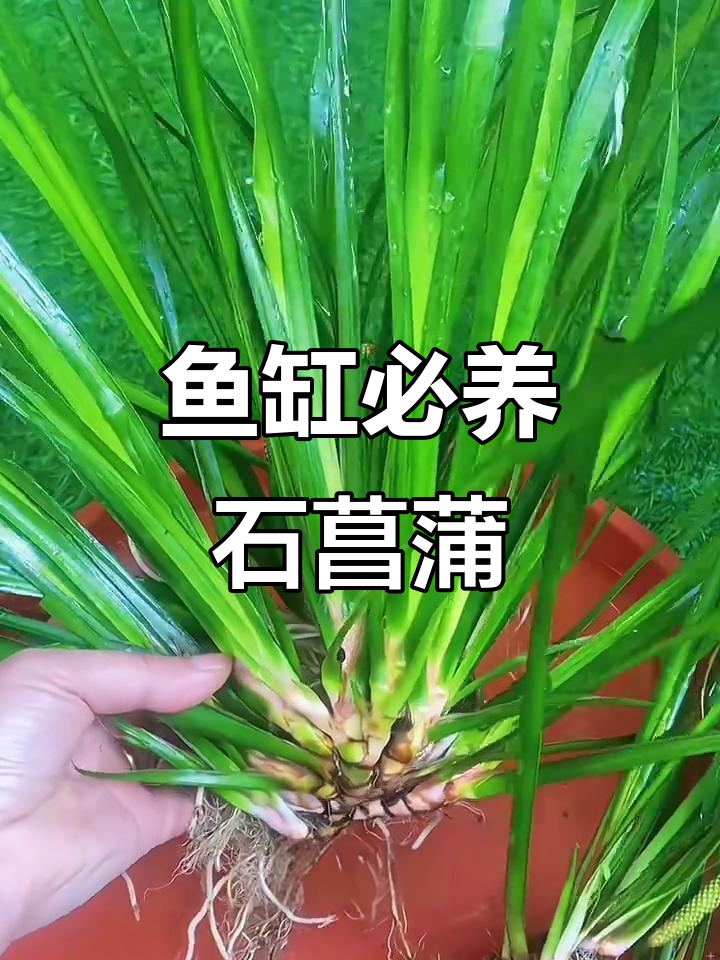 石菖蒲:常绿植物,鱼缸造景必备