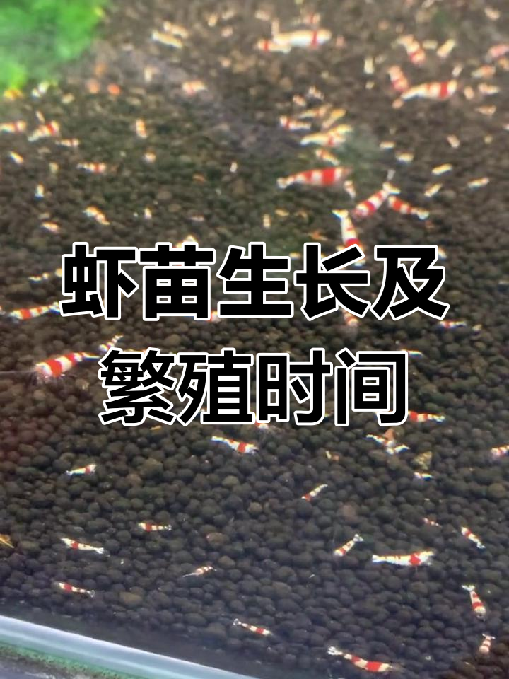 虾苗多久能繁殖?米虾与水晶虾的成长周期大揭秘