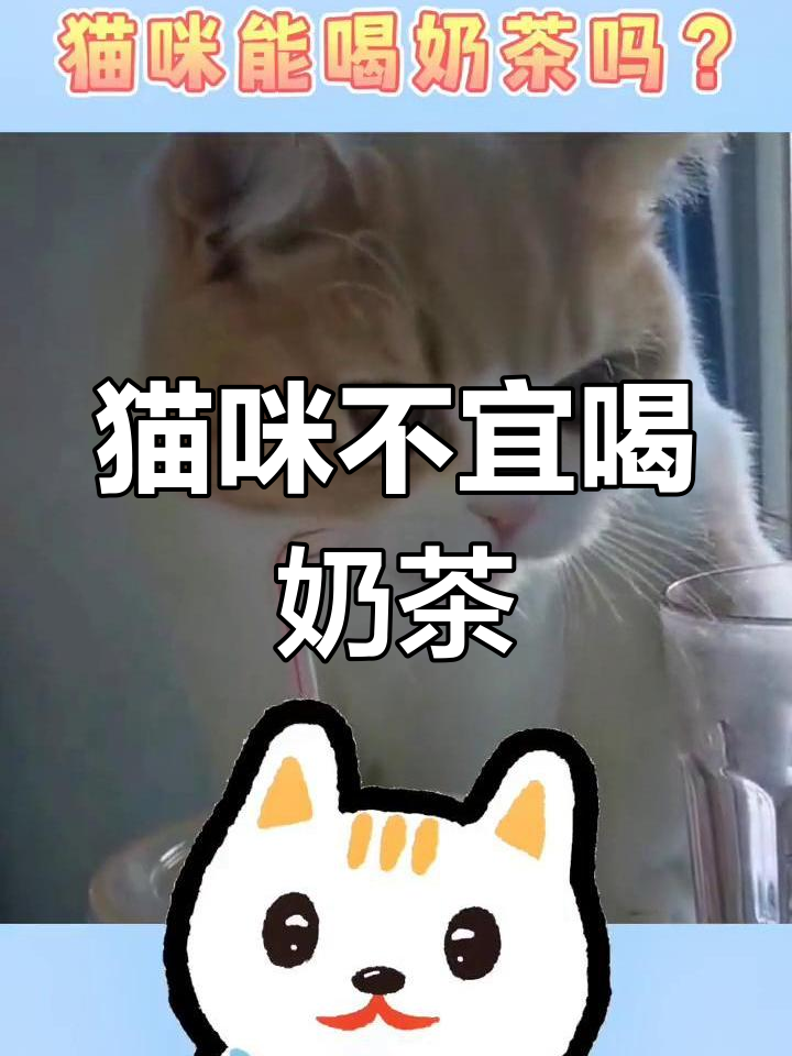 猫咪能喝奶茶吗?