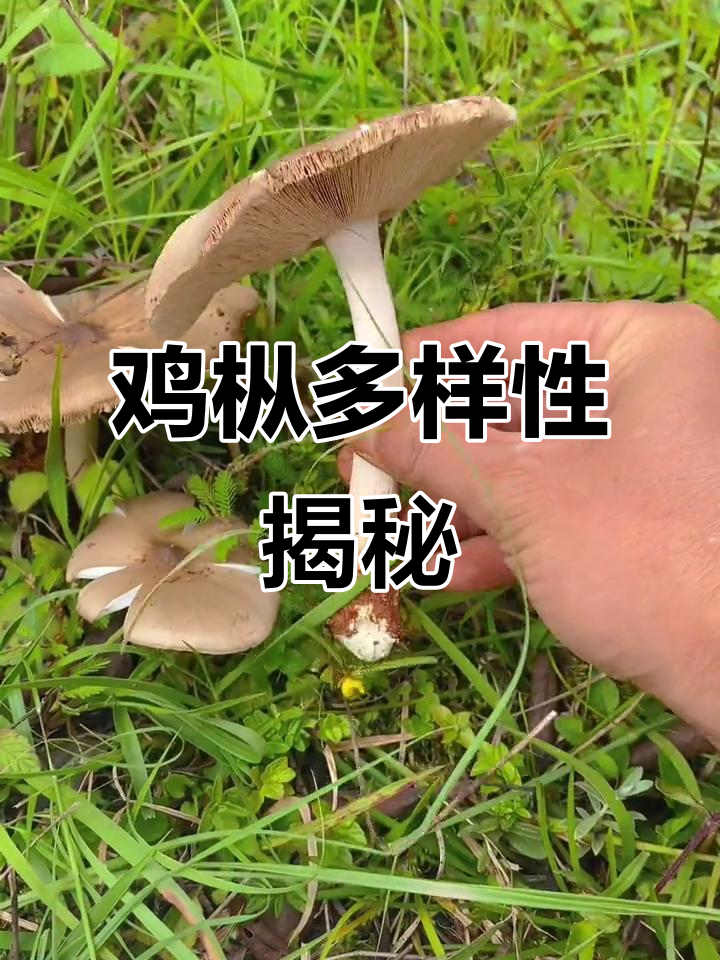 云南人误解鸡枞,其实种类繁多!