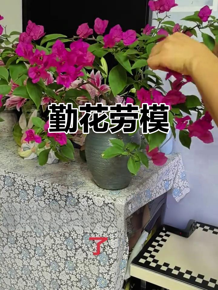 这种花真是劳模,20天又开花,我打算做个双层蛋糕造型