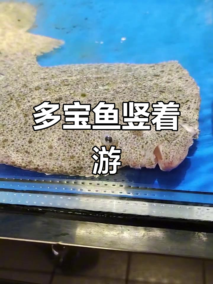 多宝鱼竟然这样游泳，比目鱼的秘密你知道吗？