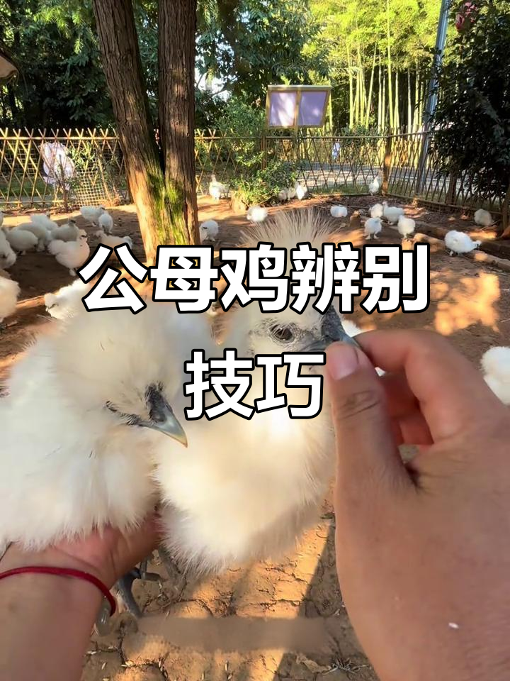 两个月大泰和鸡,公母差异明显:冠形大小有别!