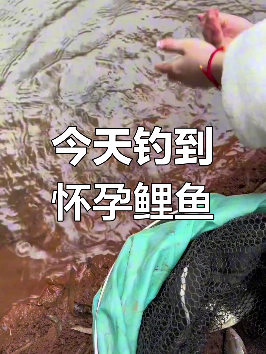 钓鱼意外发现怀孕鲤鱼,决定放生