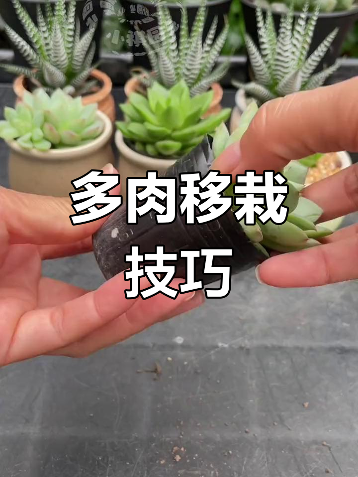 如何正确移栽多肉植物
