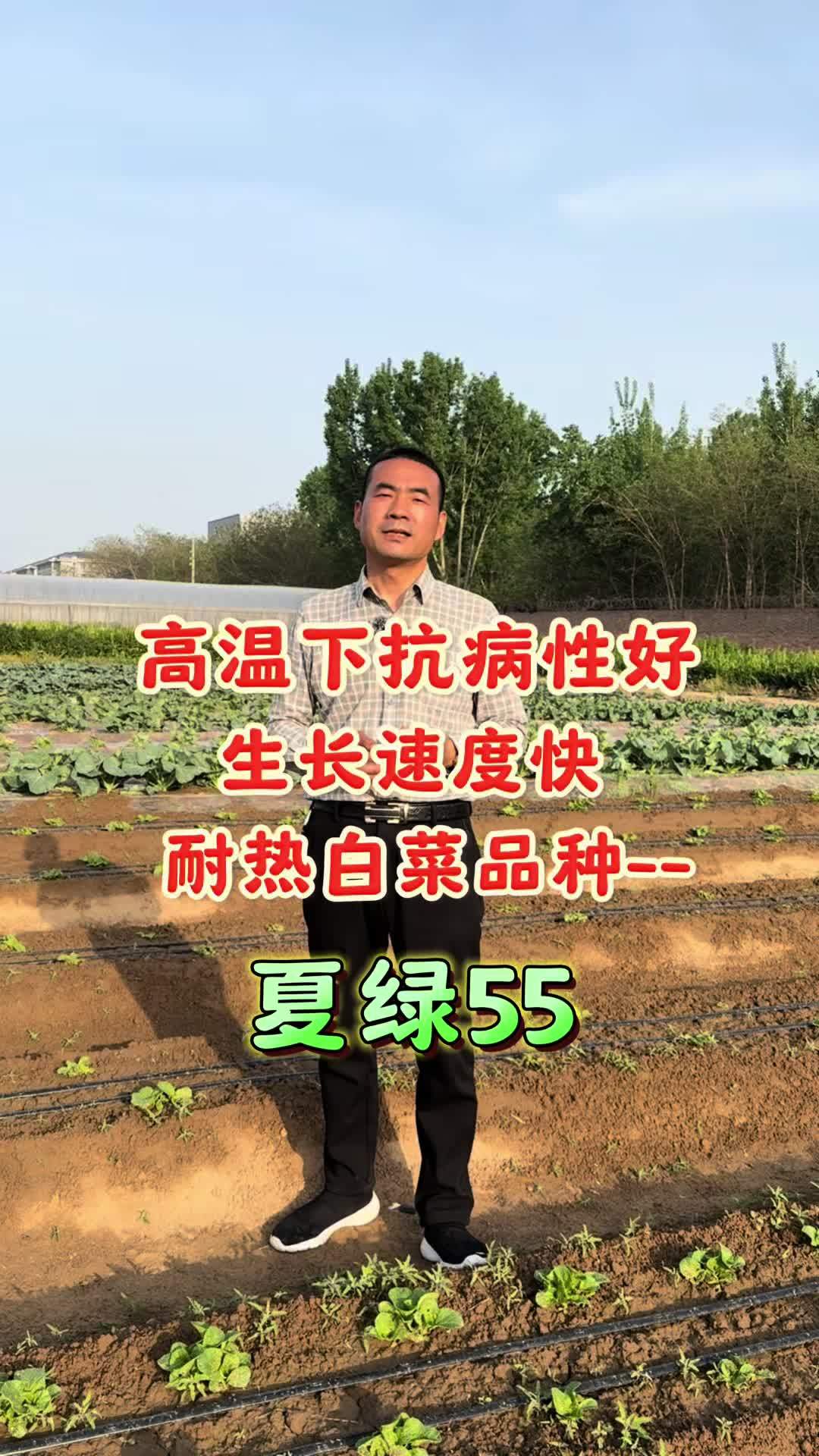 高温下抗病性好 耐热性好 生长速度快-夏绿55耐热白菜!耐热白菜 三农 农业种植