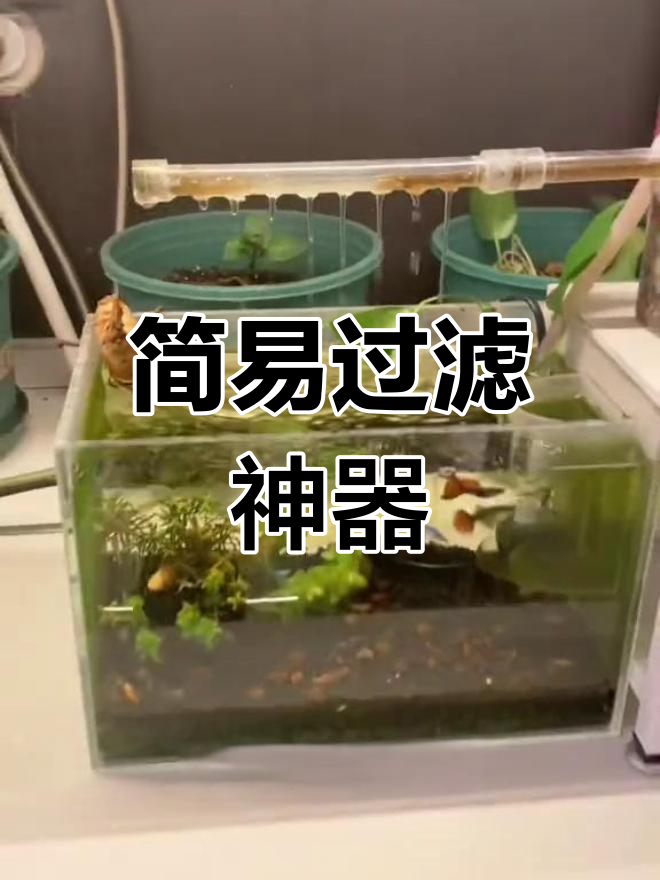 自制小鱼缸过滤器,效果惊人!
