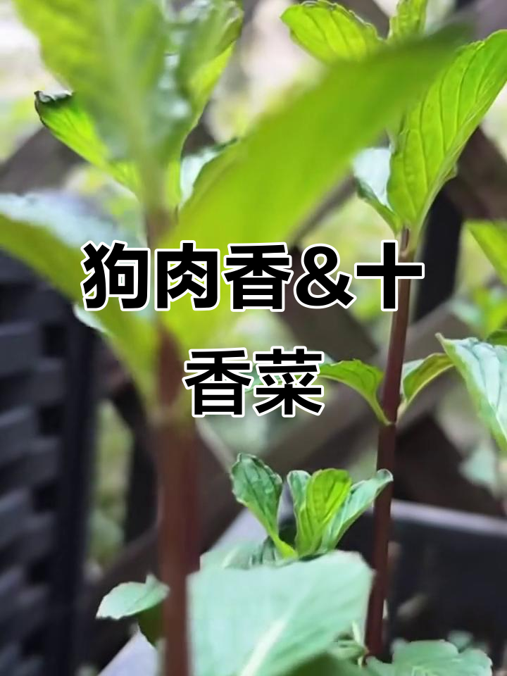 十香菜与狗肉香:墙缝里生长的奇特植物,味道超赞