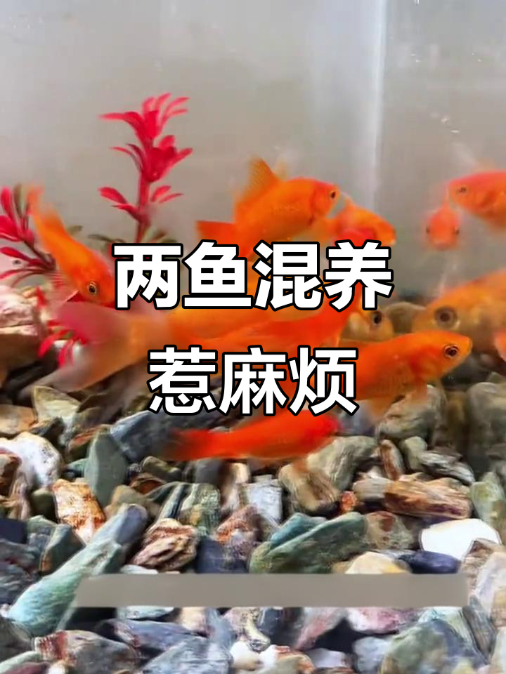 锦鲤与迷你鹦鹉鱼混养,尾巴被咬烂了!
