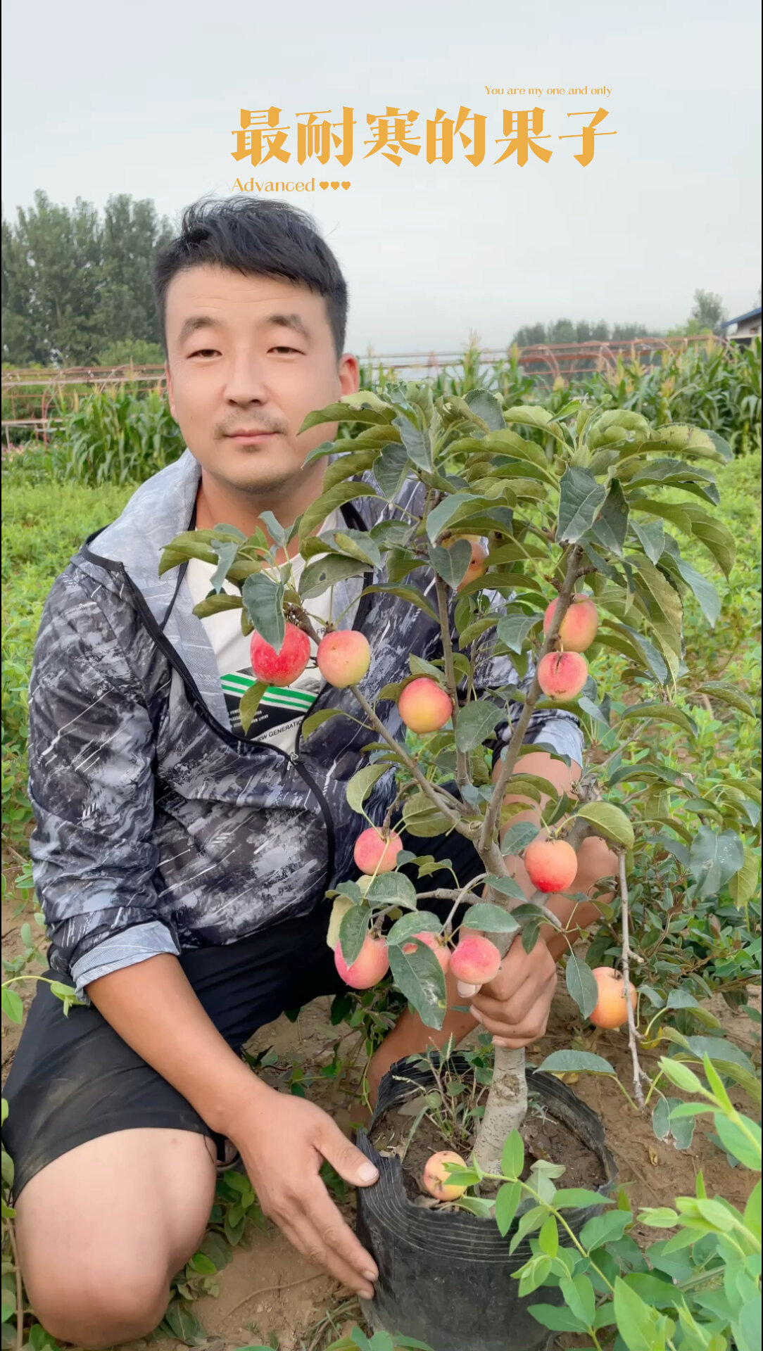 鸡心果(锦绣海棠)最耐寒,最爽口的果子