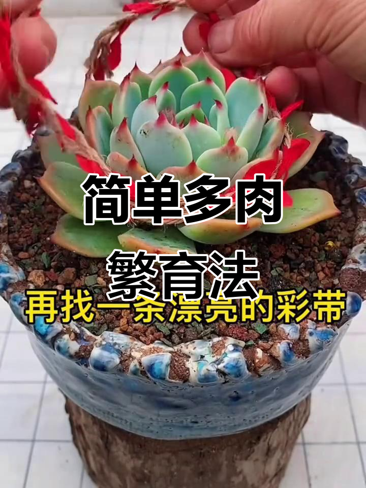 多肉植物繁殖技巧：用彩带和控释肥轻松打造美丽手捧花