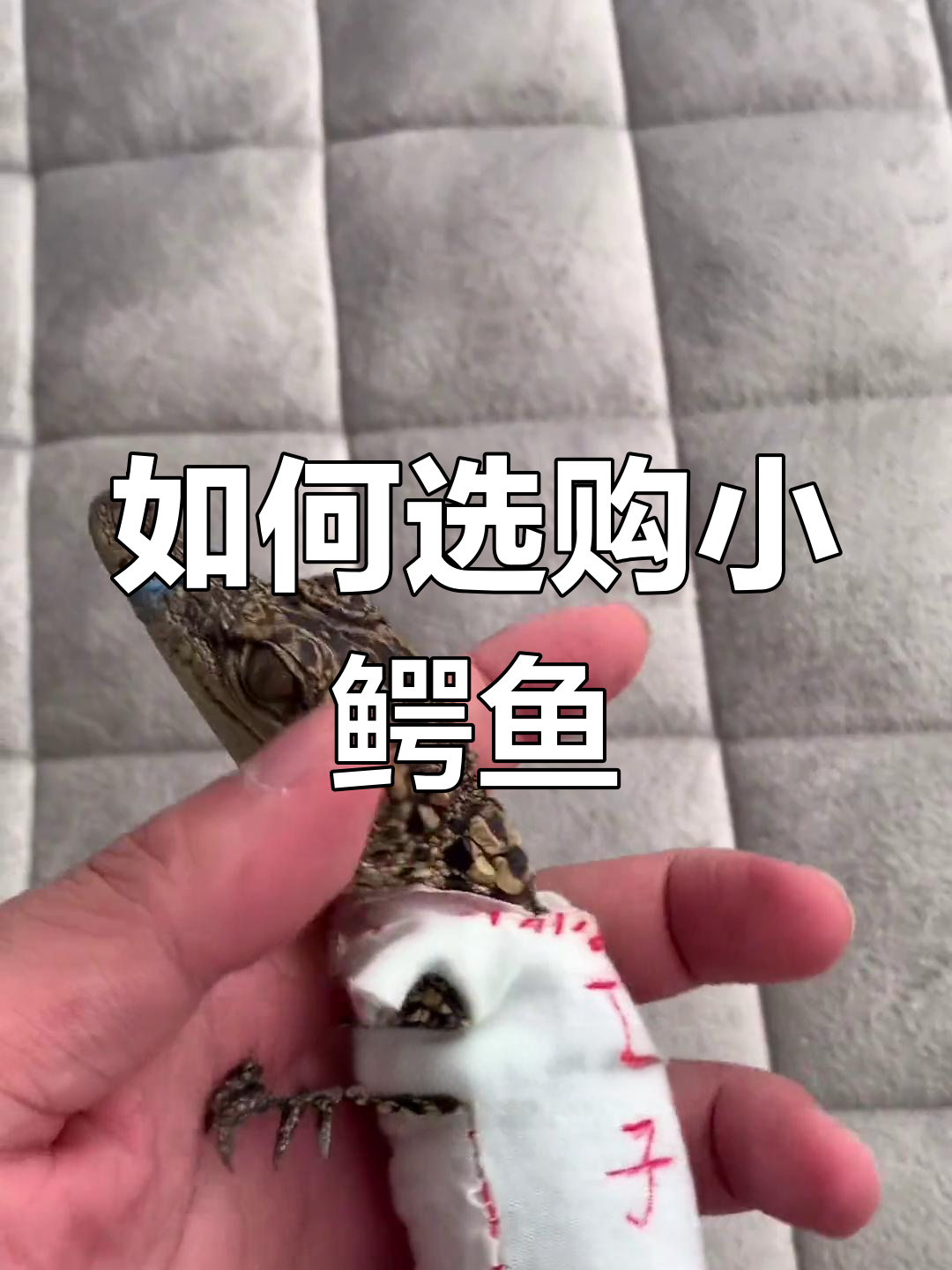 宠物鳄鱼品种解析与购买指南