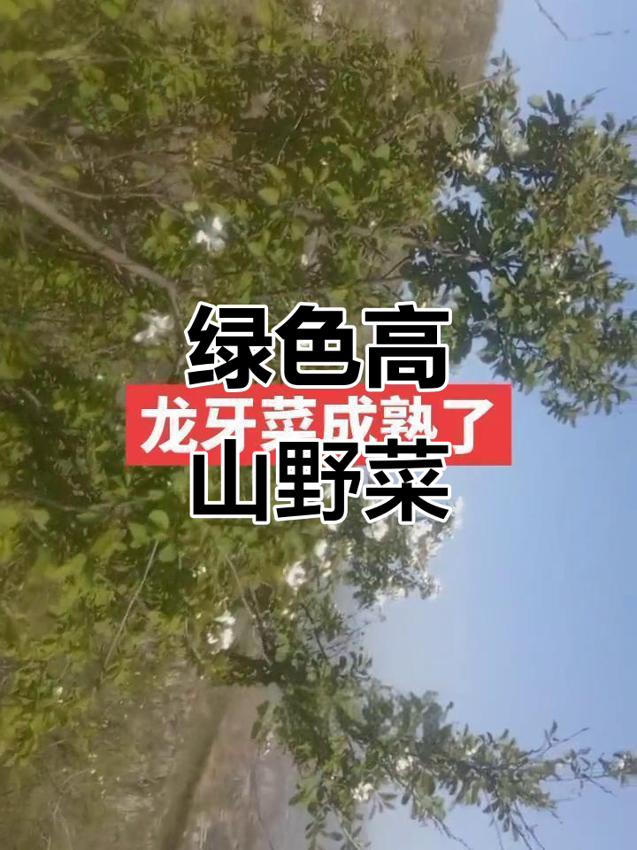 高山野菜季,纯天然美味等你尝