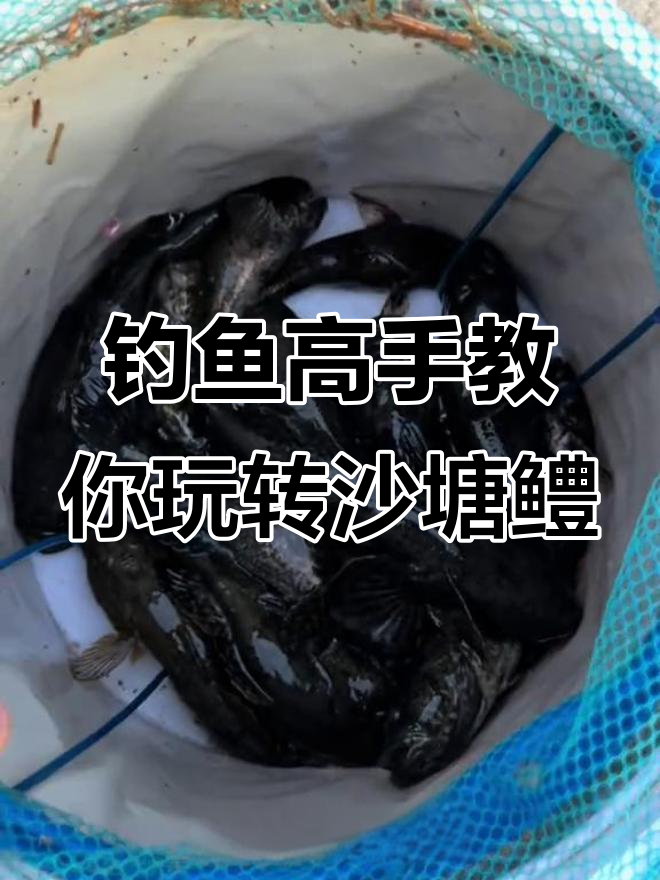 沙滩钓沙塘鳢,轻松连杆技巧大揭秘