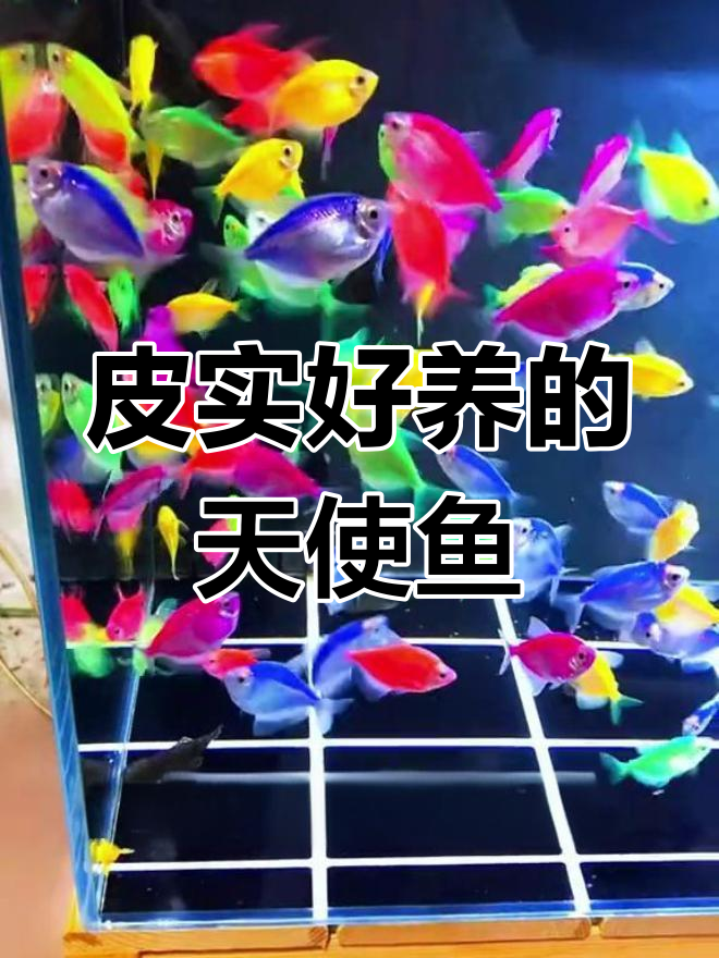 五颜六色的天使鱼,适合新手养的观赏佳选