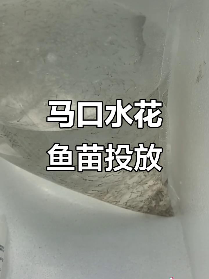 十万马口鱼苗放流,小河变乐园