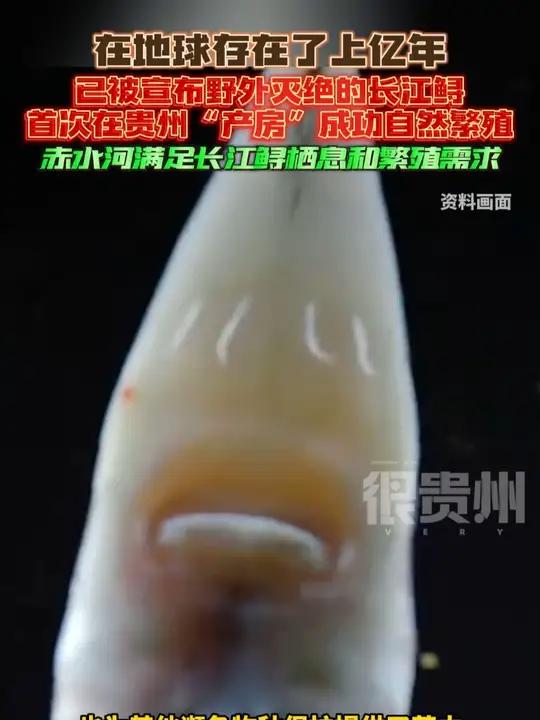 在地球存在了上亿年,已被宣布野外灭绝的长江鲟首次在贵州“产房”成功自然繁殖,赤水河满足长江