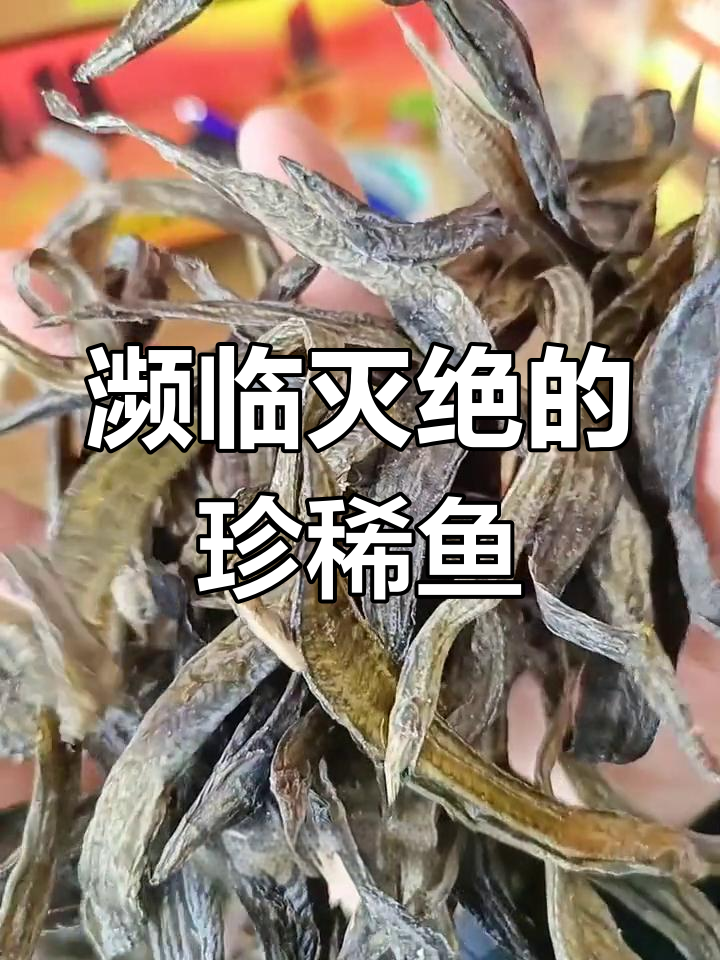 1982年曾被认为灭绝的刺鳅,标本价值200万