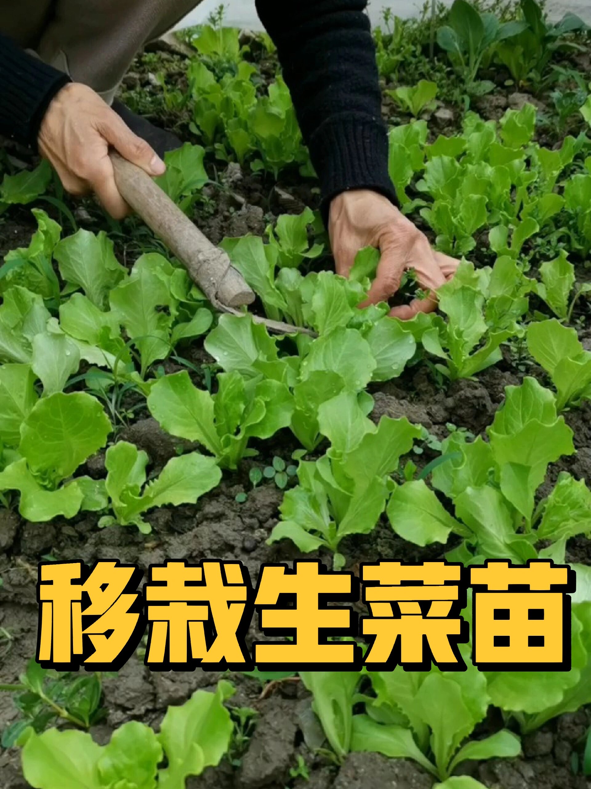 生菜苗为啥移栽呢?撒的生菜籽