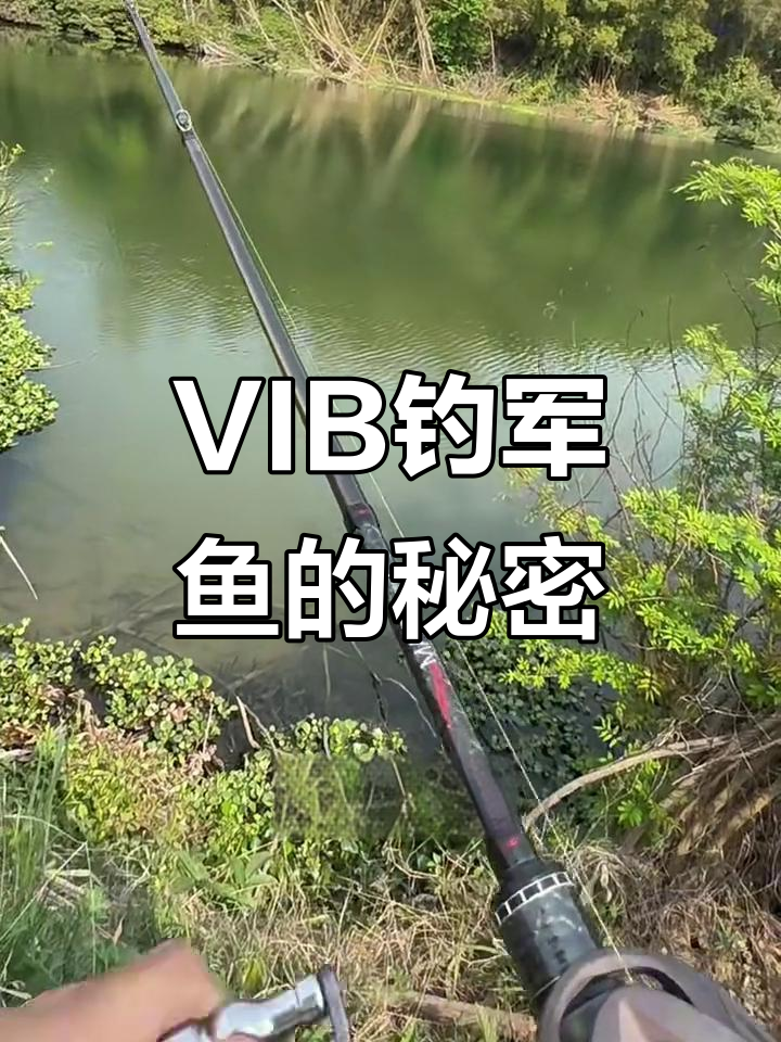 钓军鱼必备饵料,VIB首选技巧大揭秘