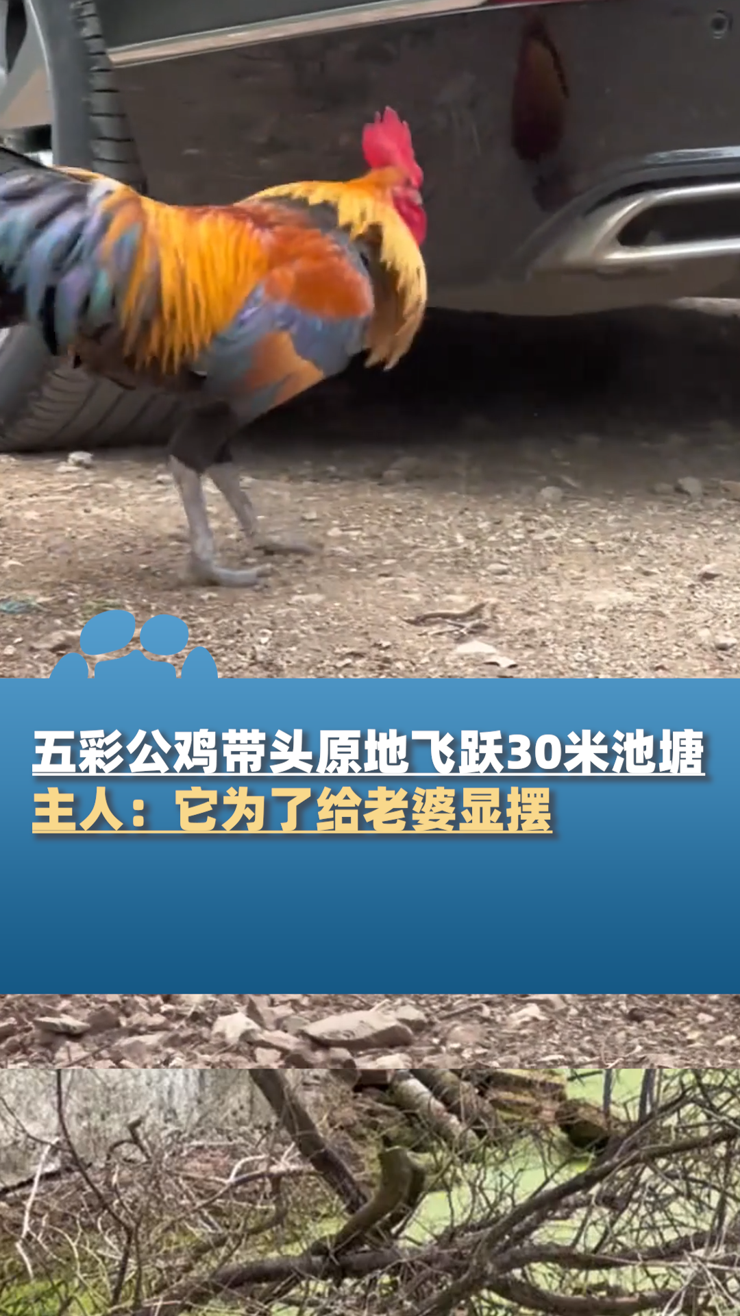 五彩公鸡带头原地飞跃30米池塘,主人:它为了给老婆显摆