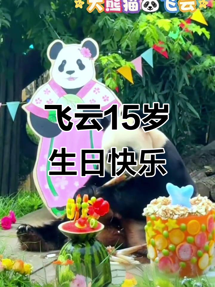 大熊猫飞云15岁生日,竹子蛋糕和鲜花惊喜不断