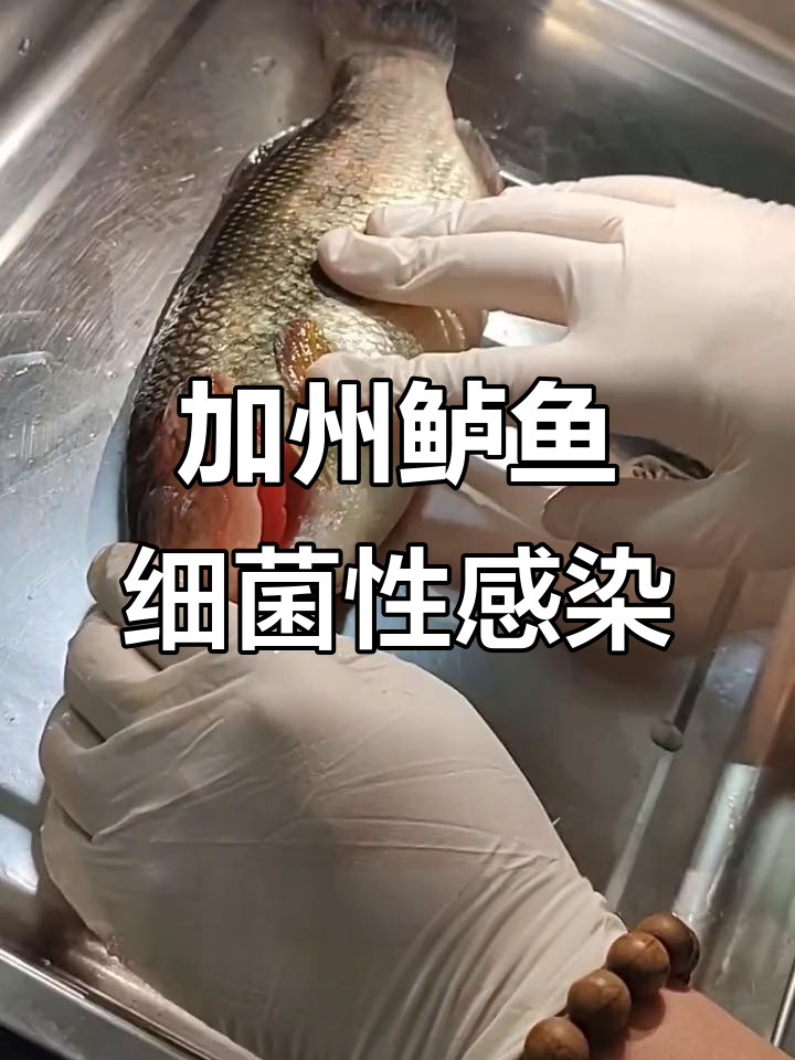 诺卡氏与红彩病毒混合感染,加州鲈鱼眼球外翻、鳍条充血